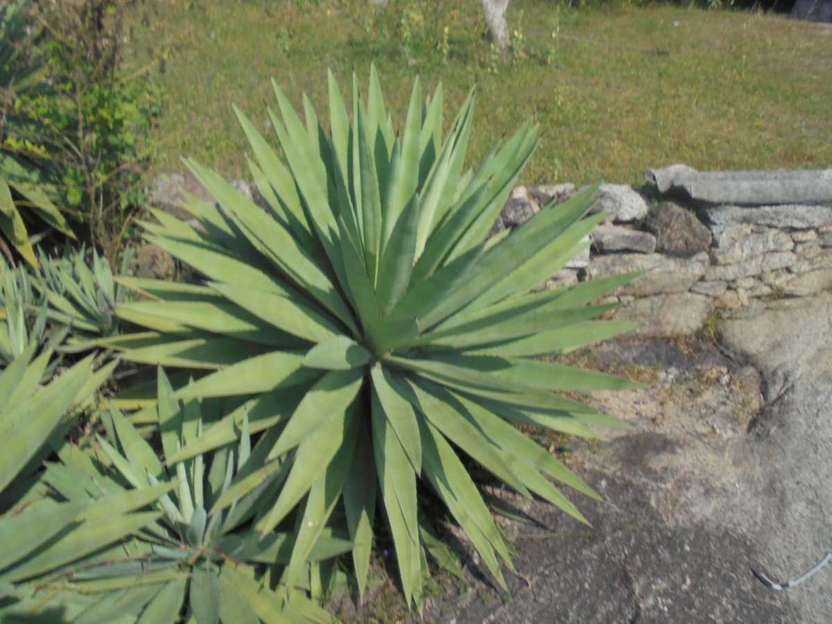 Yucca gloriosa L.